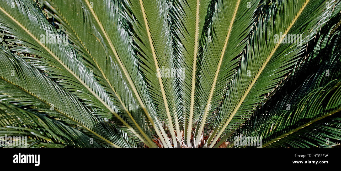 Die Sagopalme (Cycas Revoluta) Stockfoto