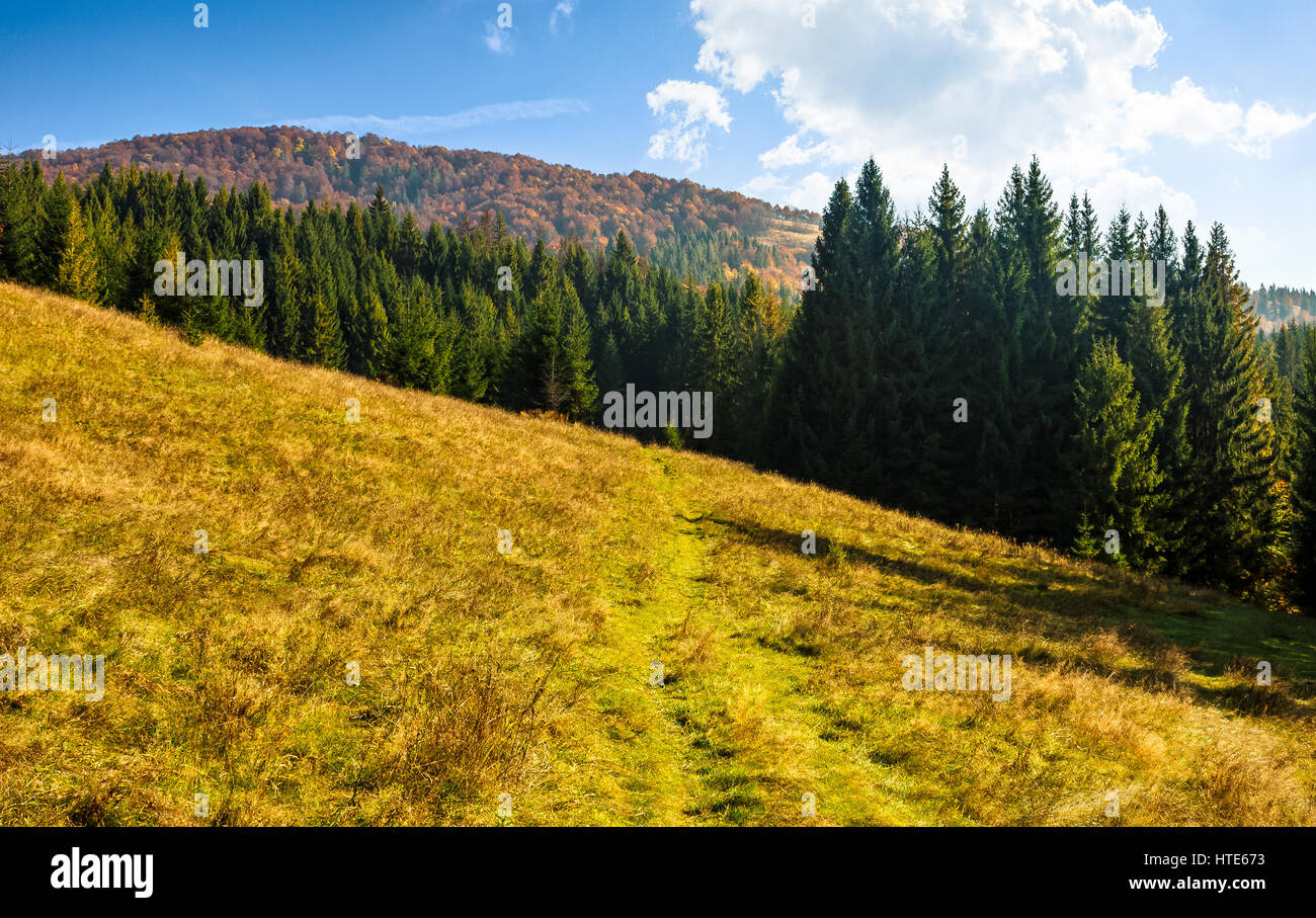 Fichtenwald am Hang. sonniger Herbsttag mit blauem Himmel. schönen Landschaftsblick Stockfoto