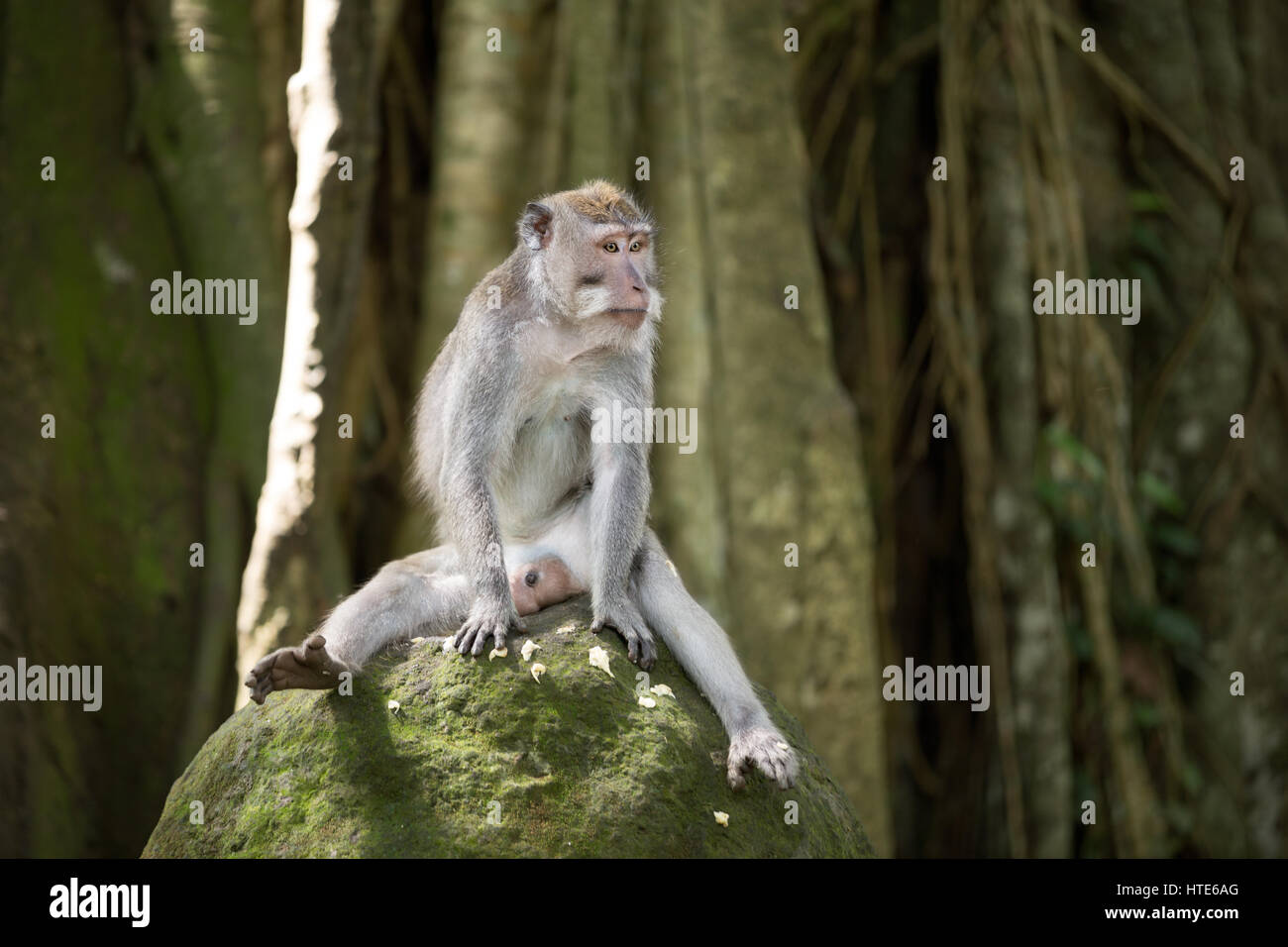 Lustige Affen sitzen auf Stein, Heiliger Affenwald Stockfoto