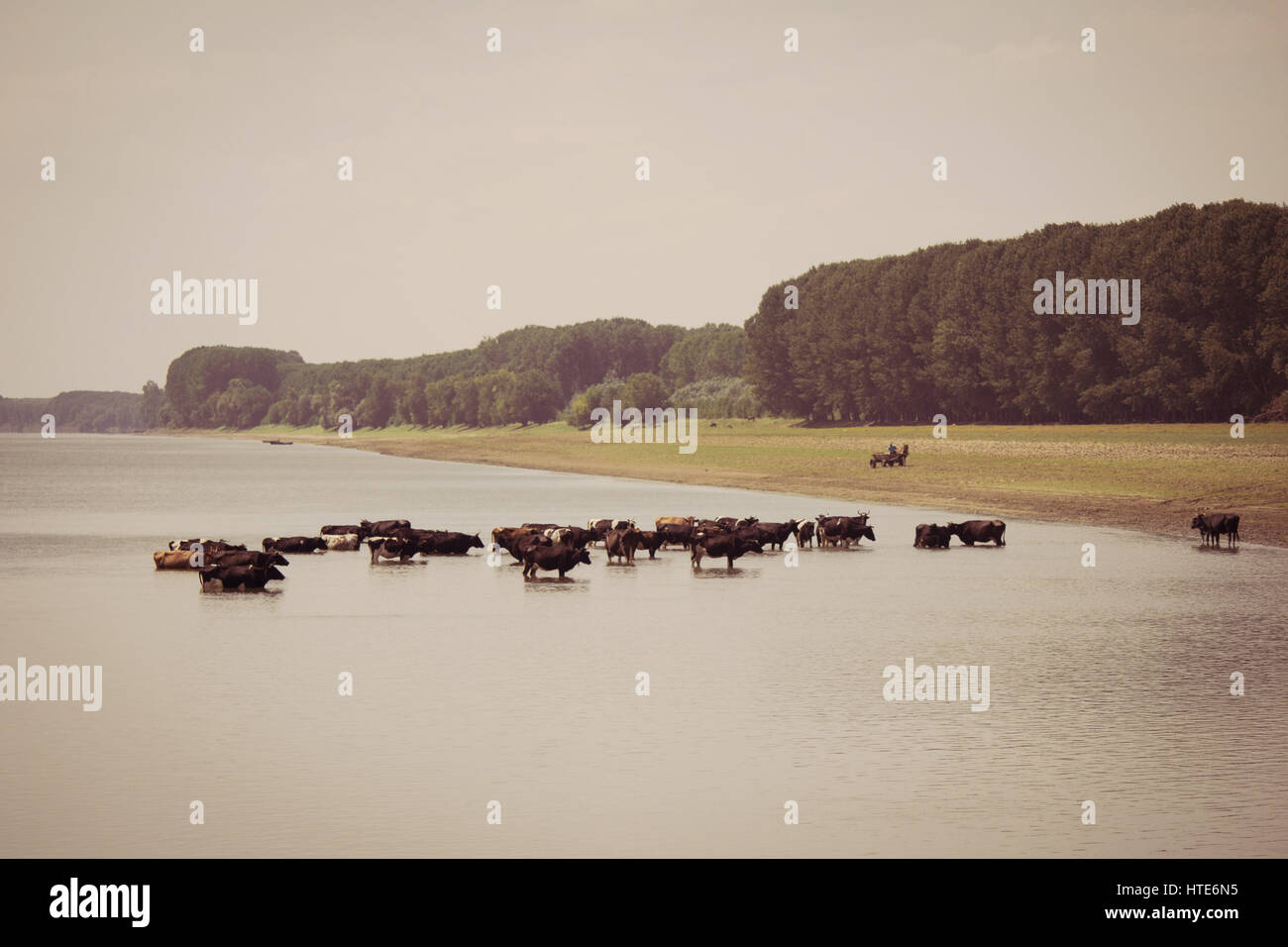 Bild von einer Herde Kühe Abkühlung an einem heißen Sommertag im Fluss Stockfoto