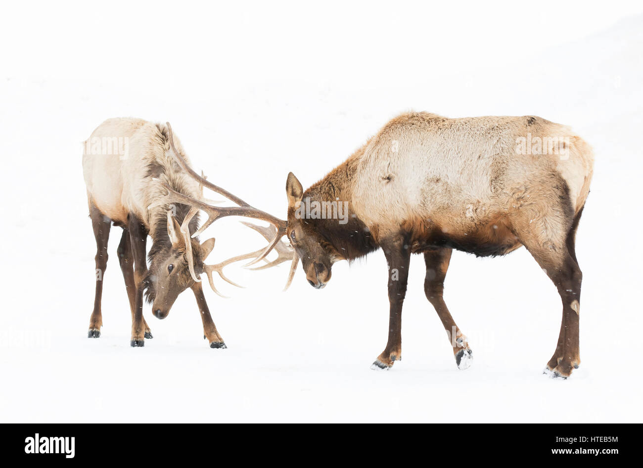 Zwei Elchbullen mit großen Geweihen, die im Winterschnee in Kanada kämpfen Stockfoto