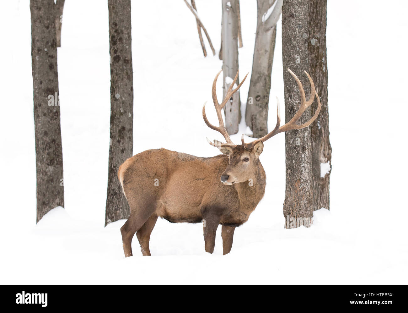 Rotwild-Hirsch mit großem Geweih im Winterschnee in Kanada Stockfoto