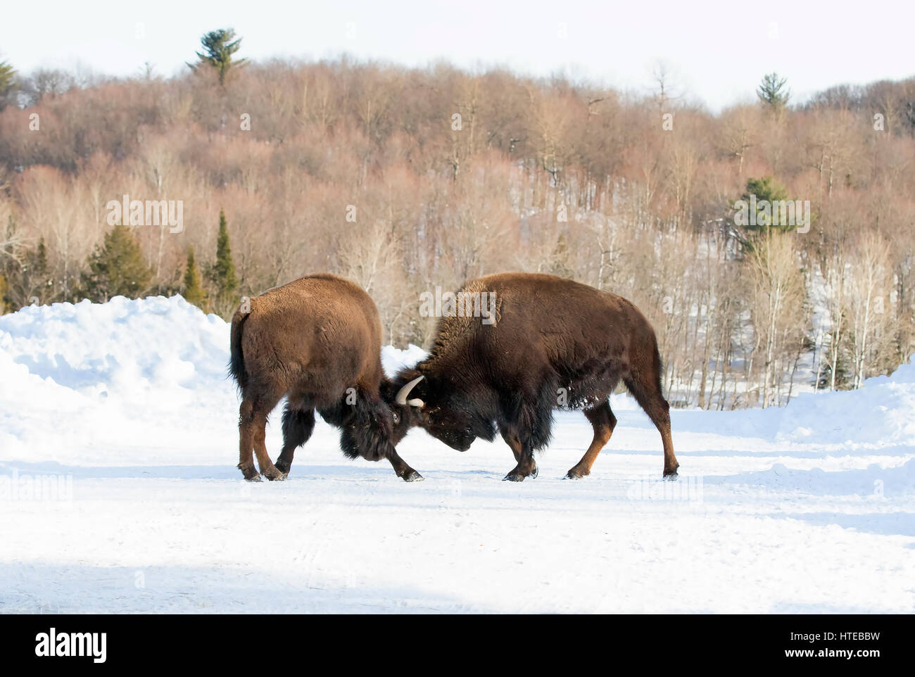 2 American Bison, Büffelkämpfe auf einer Winterstraße Stockfoto