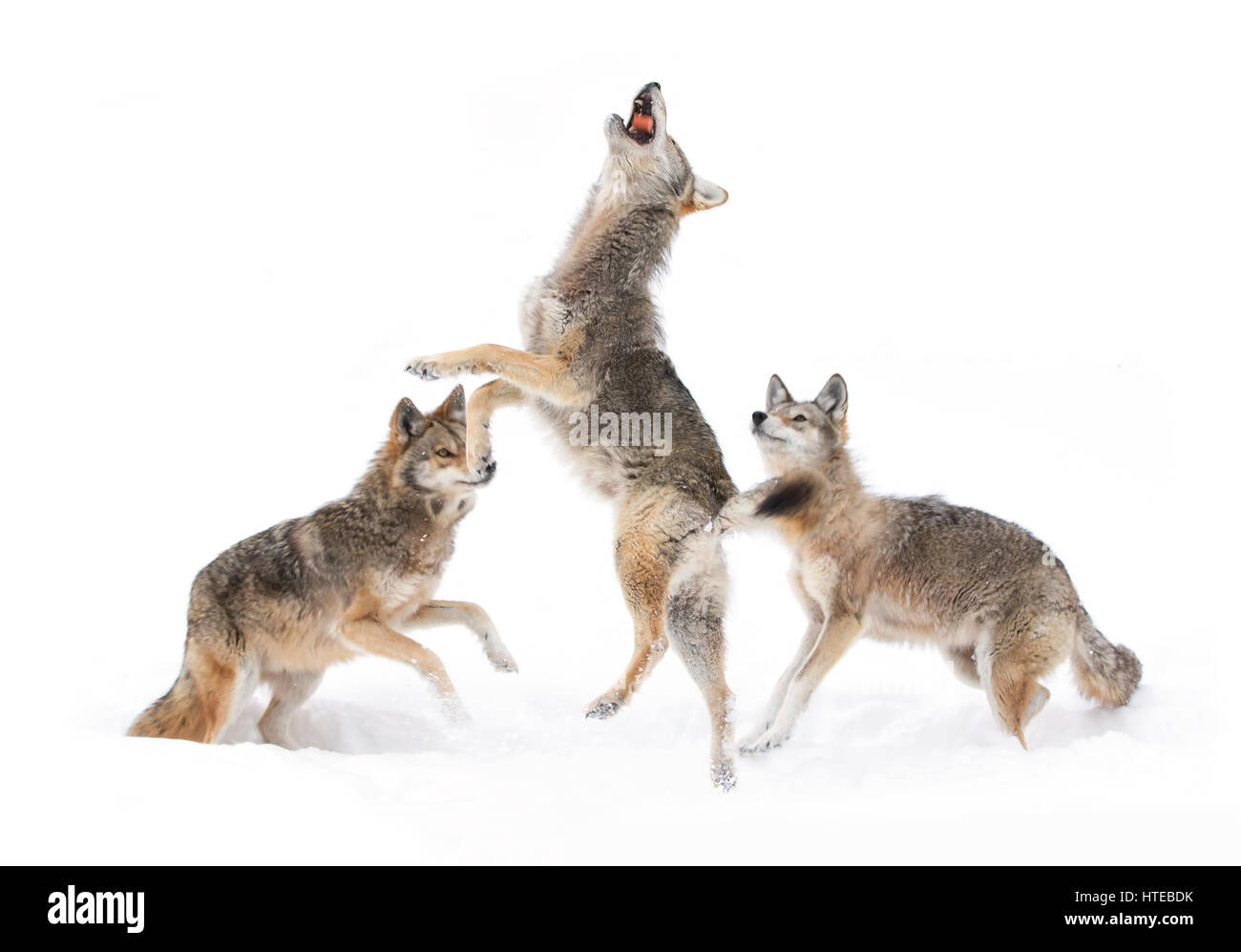 Kojoten (Canis yogiebeer) vor einem weißen Hintergrund im Winter Schnee in Kanada springen isoliert Stockfoto