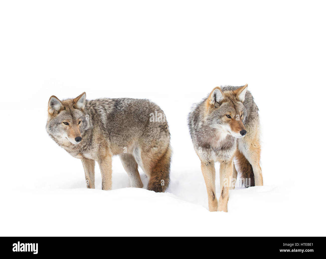 Kojoten (Canis yogiebeer) vor einem weißen Hintergrund im Winter Schnee in Kanada isoliert Stockfoto