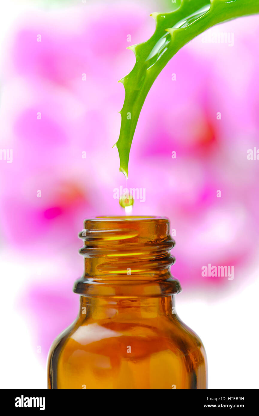 Alternative Medizin mit Wesen aus Aloe Vera Kaktus für Gesundheitswesen und homöopathische Therapie Stockfoto