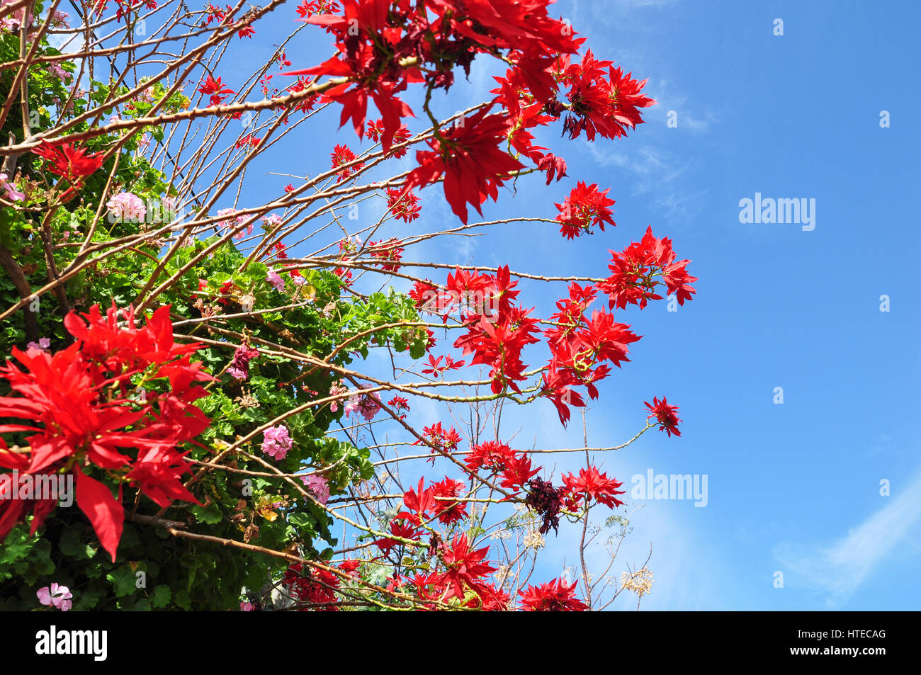 Winter-Rose mit Blüten ist Lebensraum, Euphorbia pulcherrima Stockfoto