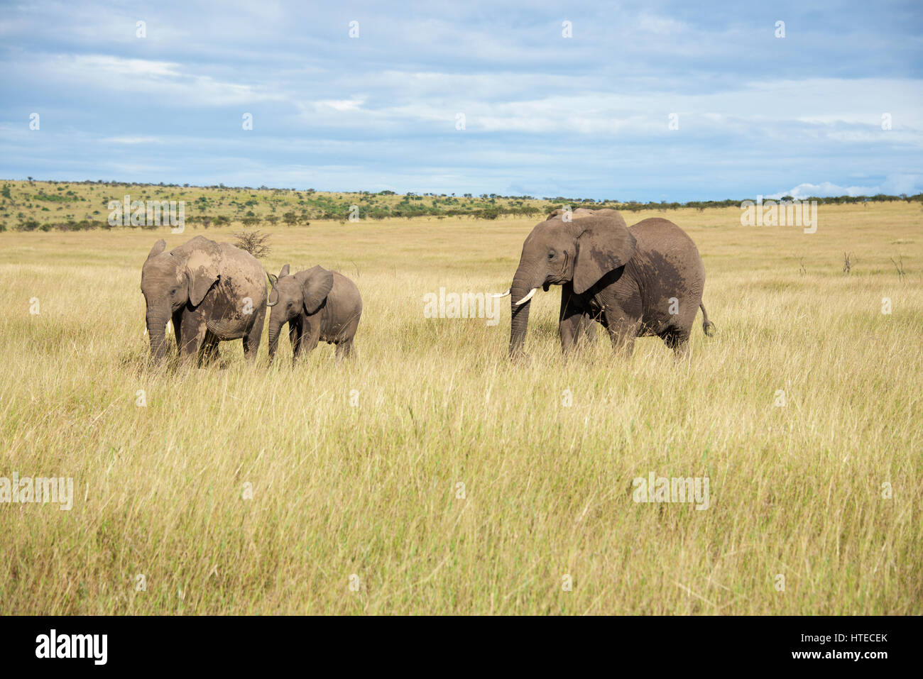 Herde von Elefanten, Maasi Mara, Kenia, Afrika Stockfoto