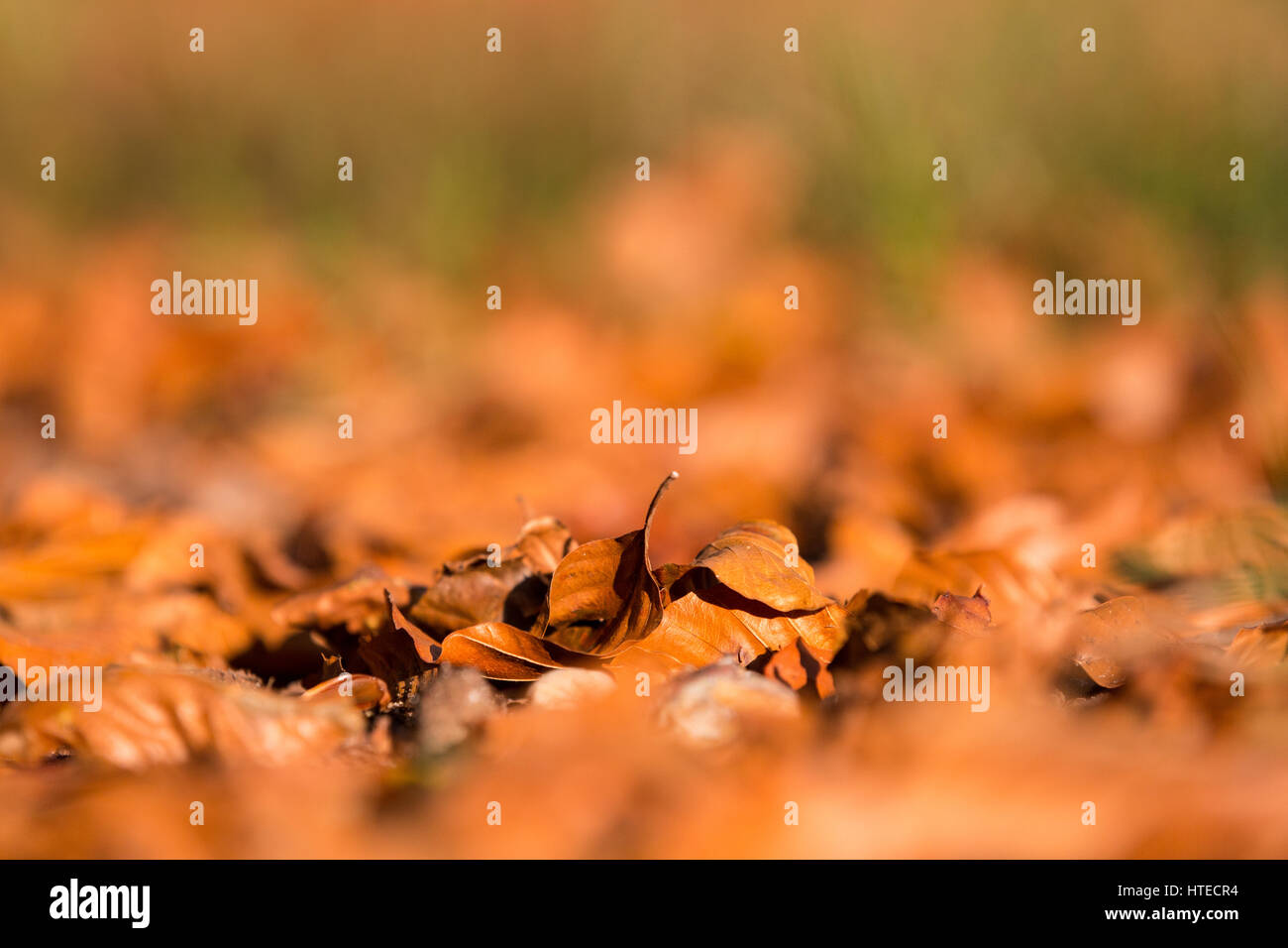 Nahaufnahme der Blätter der Europäischen Buche auf dem Waldboden im Herbst. Stockfoto