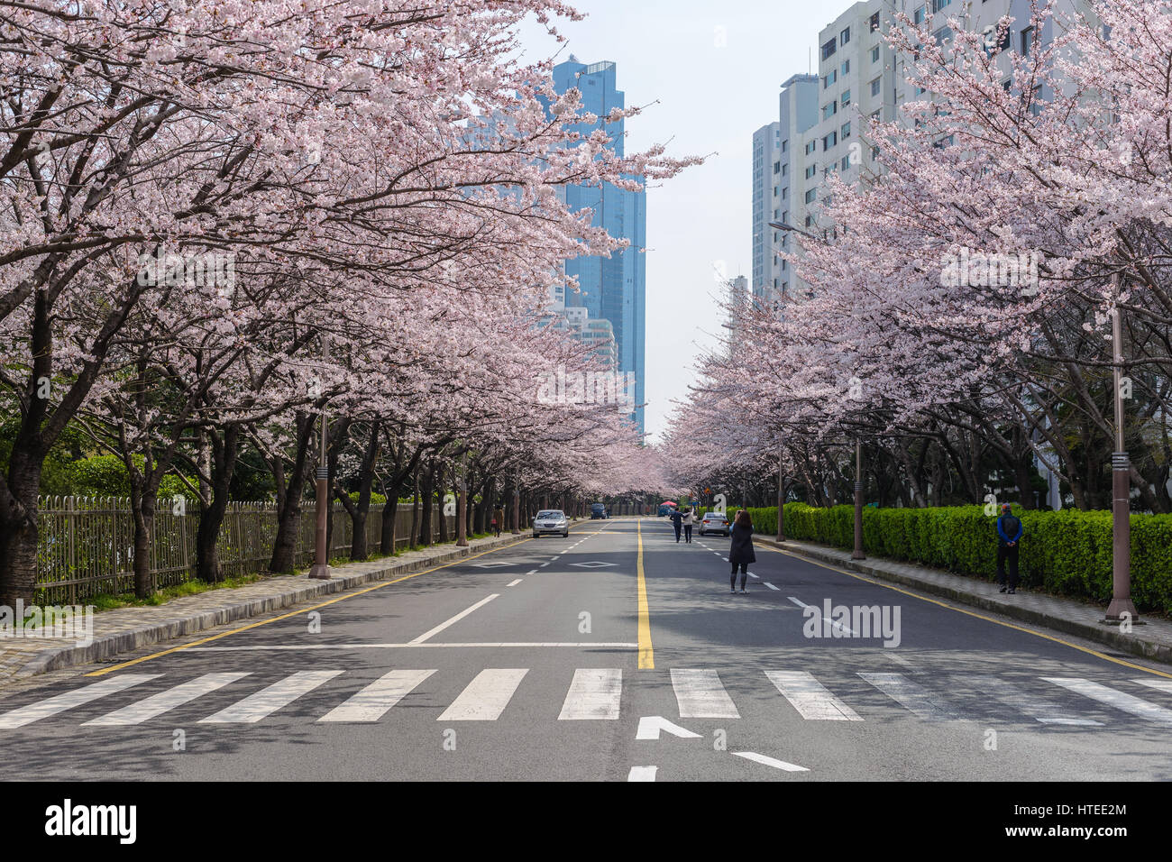 Kirschblüte in Busan, Südkorea Stockfoto
