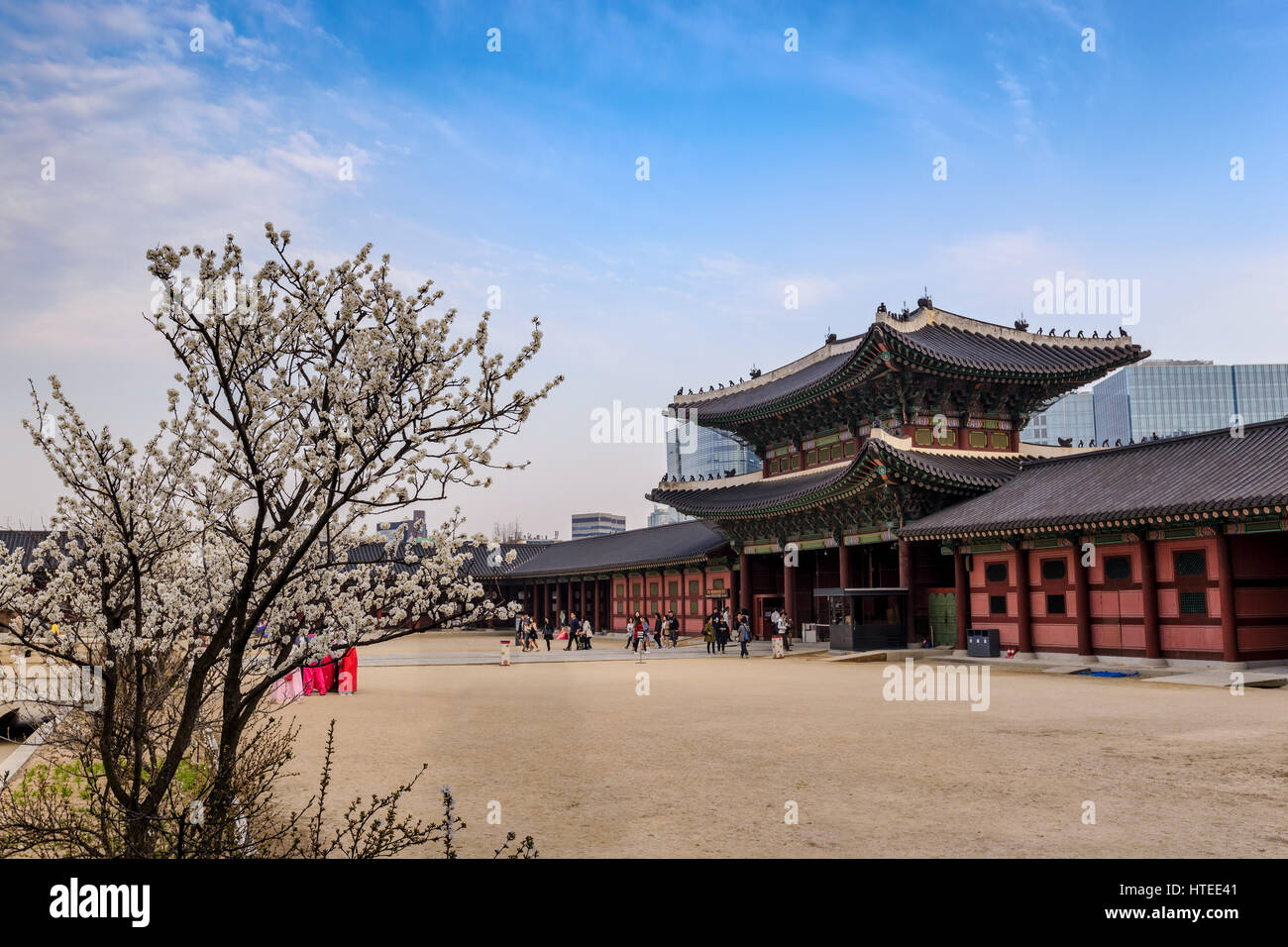 Frühling, Kirschblüten oder Sakura in Seoul, Südkorea (auf Schild heißt Gwanghwamun Tor) Stockfoto