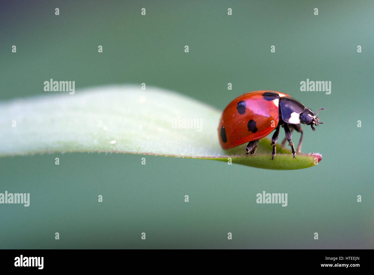 Coccinella 7-Trommler (Seven-Spot Ladybird) Stockfoto