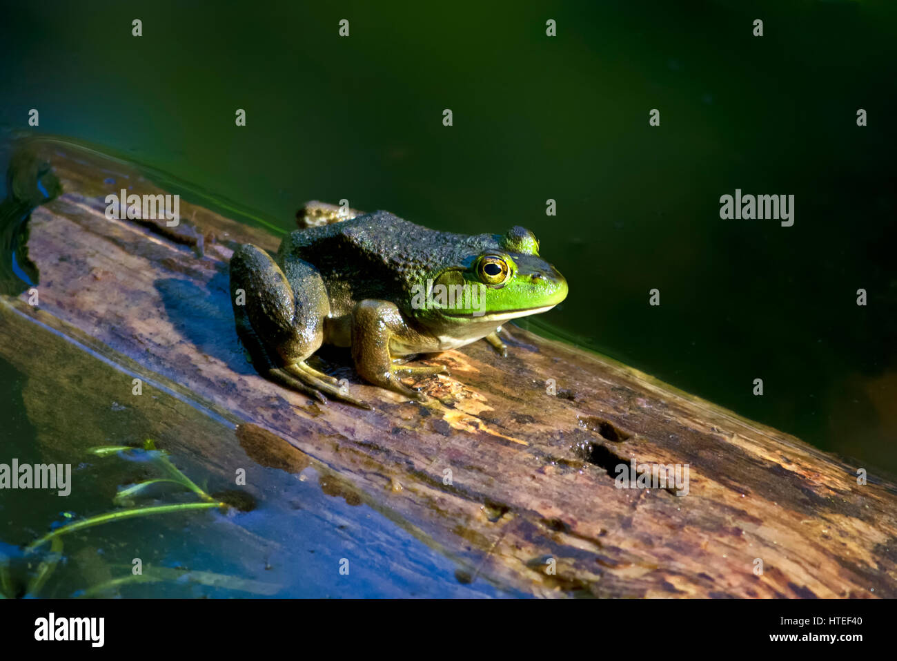 Bullfrog auf einem Baumstamm Nahaufnahme Seitenansicht im Gartenteich Wasserumgebung. Stockfoto