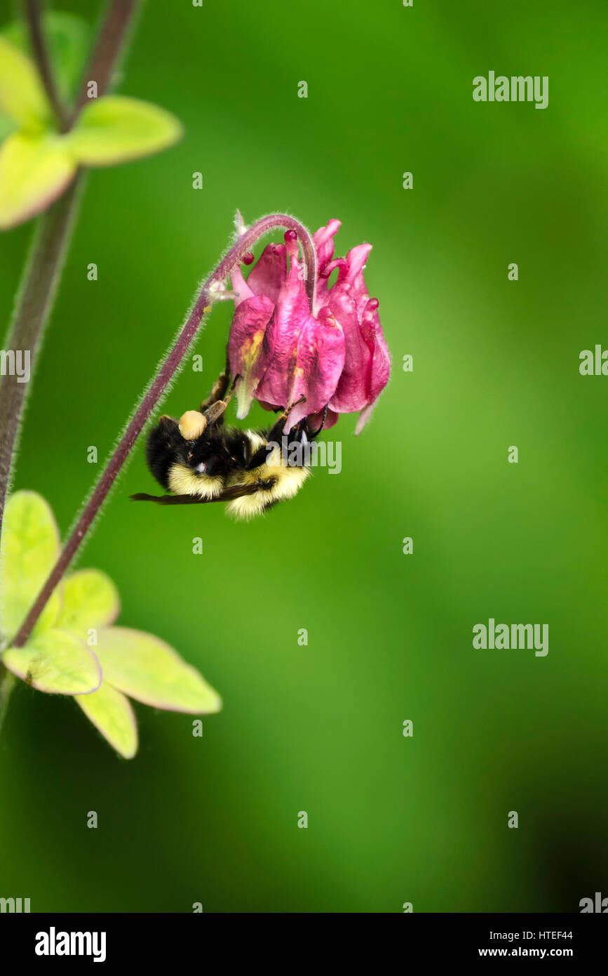Bumblebee bestäuben rosa Columbine Blume im Sommer Garten Umwelt. Stockfoto