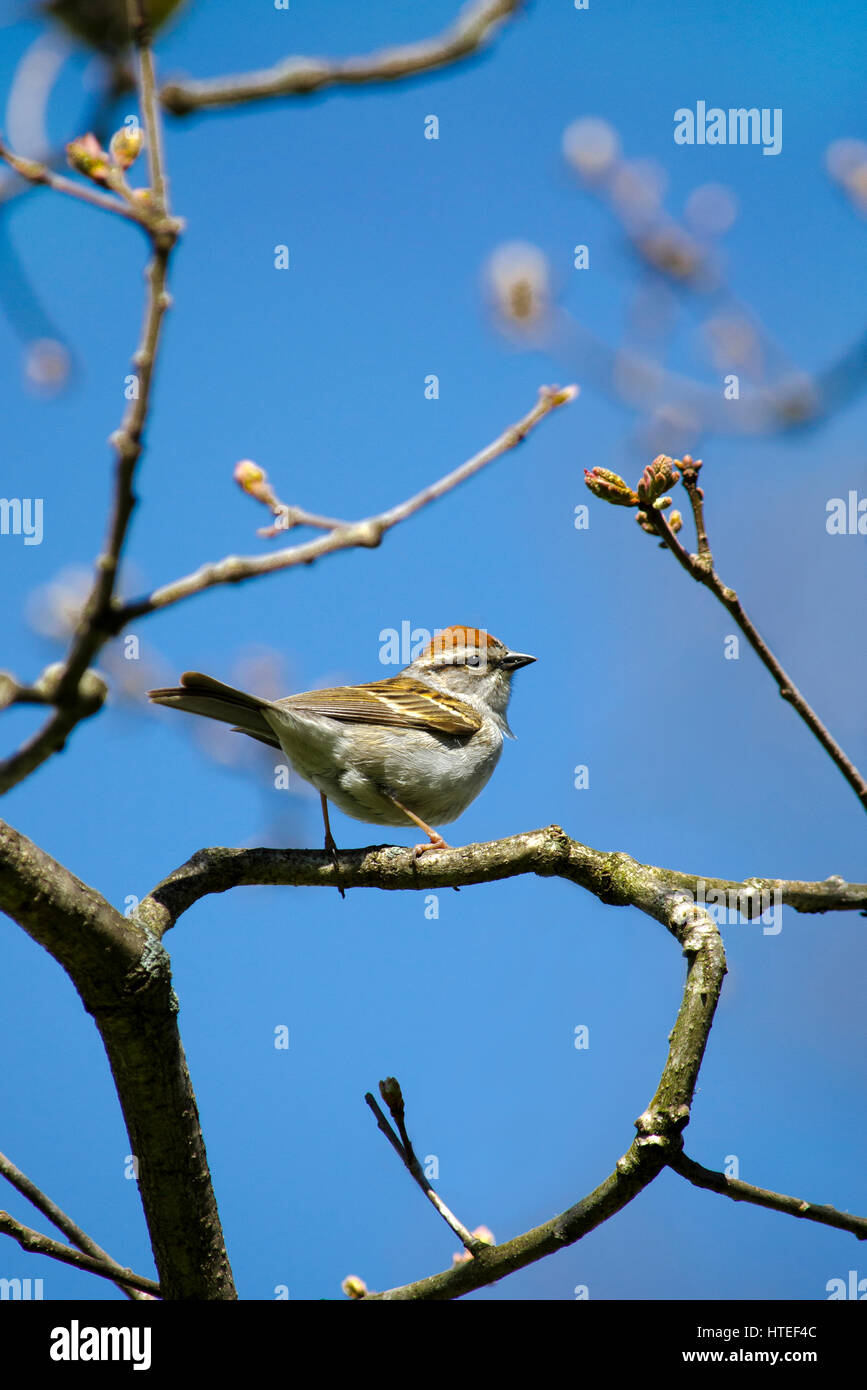 Chipping Sparrow Vogel-Portrait auf Barsch im Baum im Frühling. Stockfoto