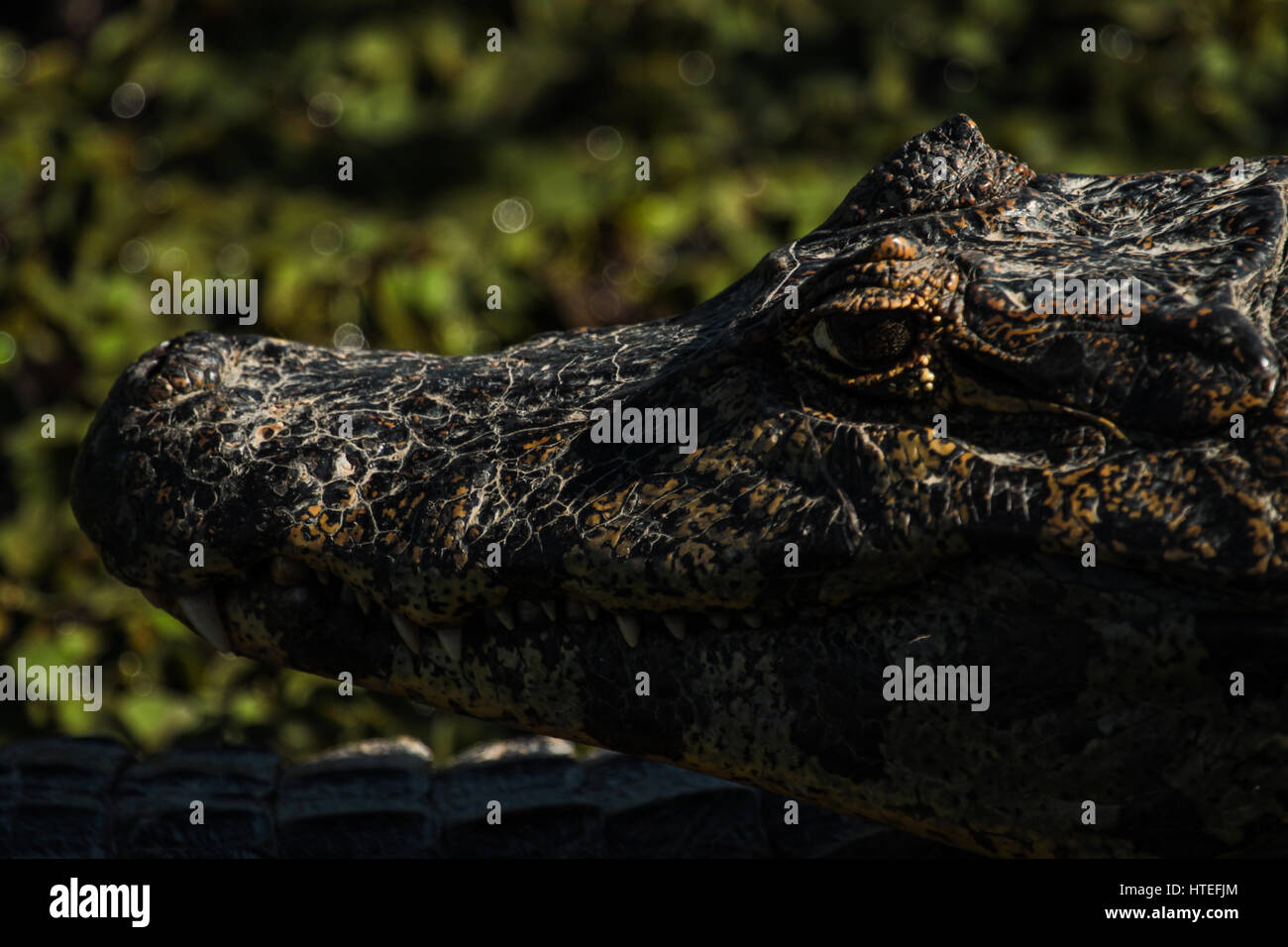 Breit-snouted Kaiman (Caiman Latirostris) - crocodilian Reptil - Travel: Pantanal - Mato Grosso - Brasilien Stockfoto