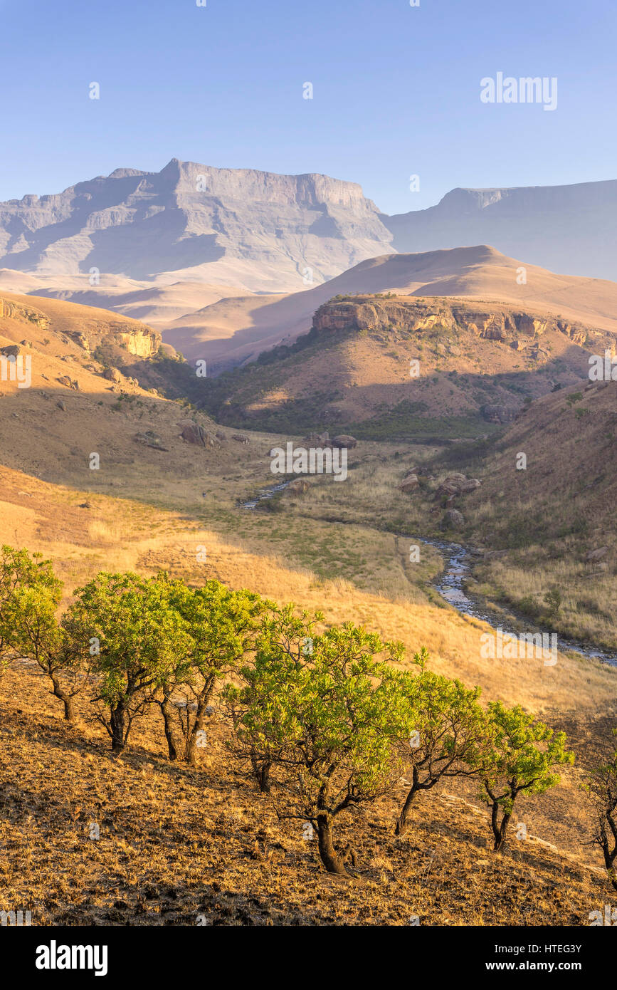 Niedergebrannt Wiesen und grüne Bäume, Giant's Castle finden, KwaZulu-Natal, Südafrika Stockfoto