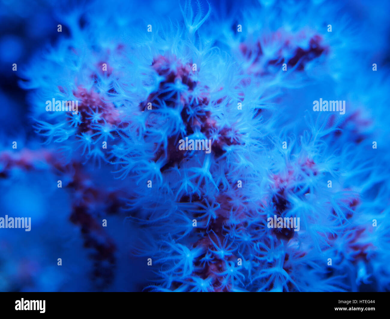 Hautverletzungen, mediterrane Edelkoralle (Corallium Rubrum), mit weißen Polypen Stockfoto