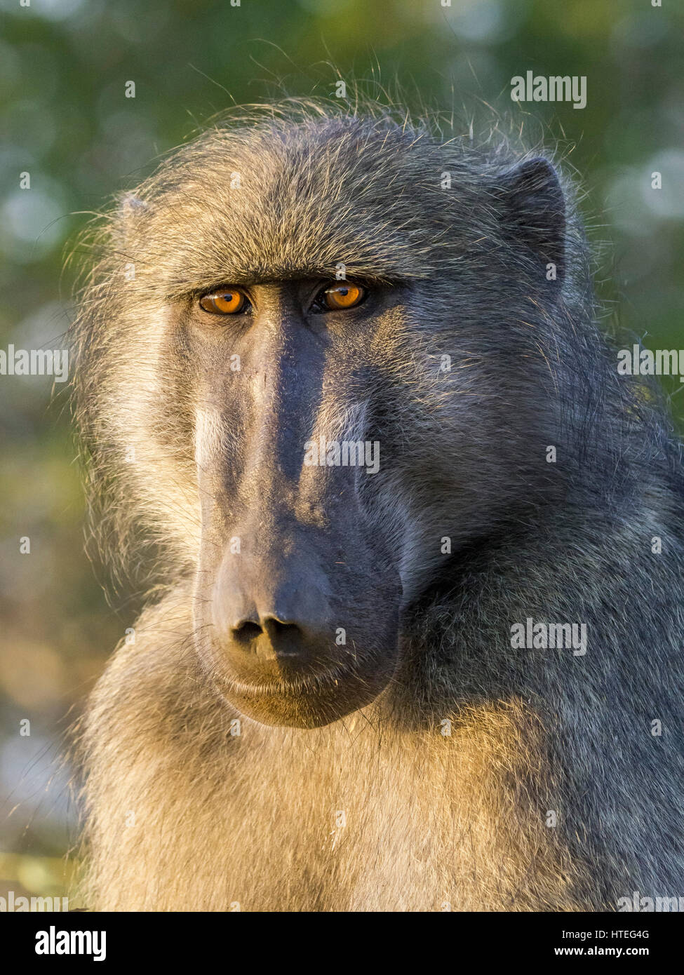 Yellow baboon (Papio cynocephalus), Porträt, Kruger National Park, Mpumalanga, Südafrika Stockfoto