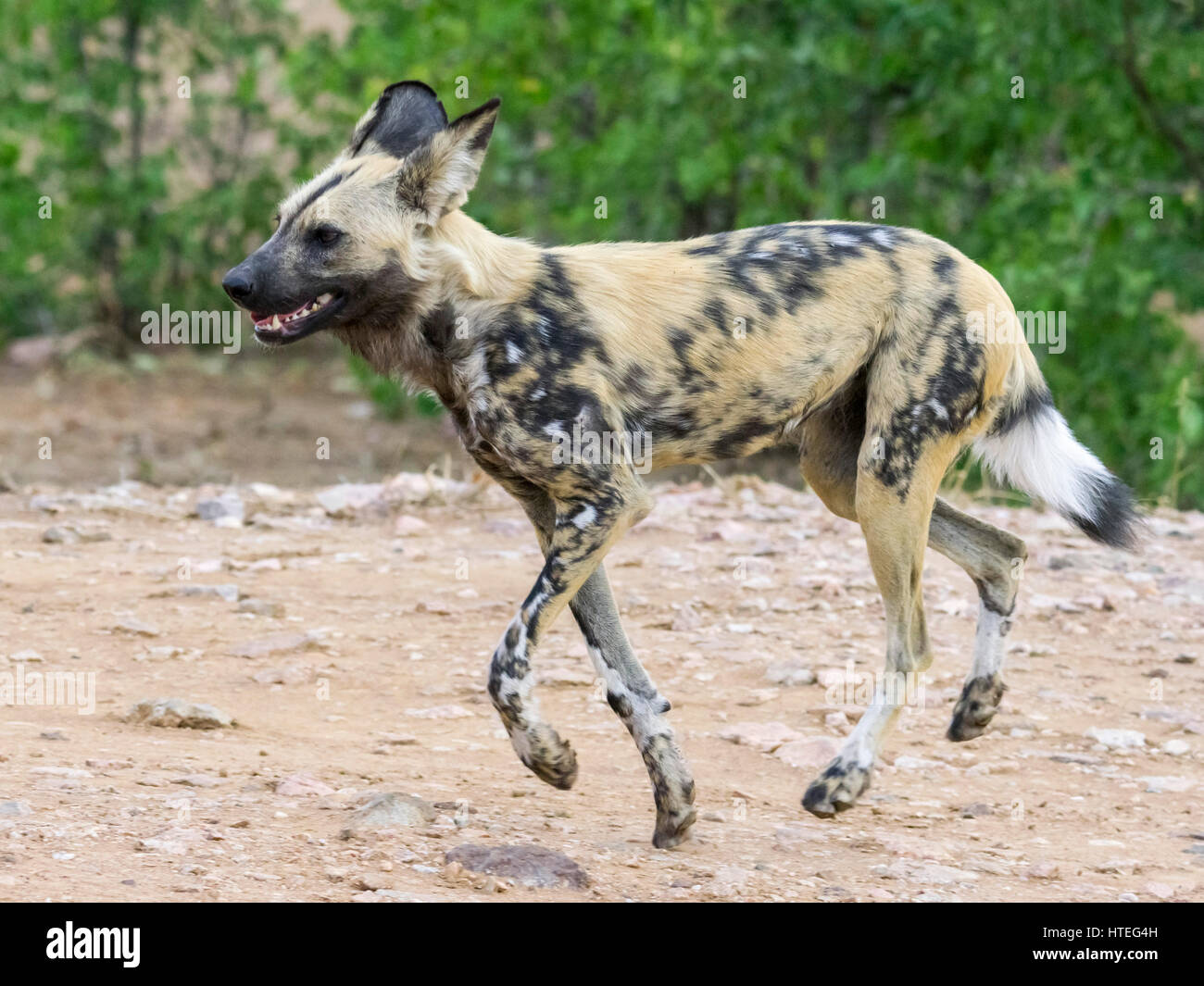 Afrikanischer Wildhund (Lycaon pictus), laufen, Shingwedzi Camp, Krüger Nationalpark, Südafrika Stockfoto