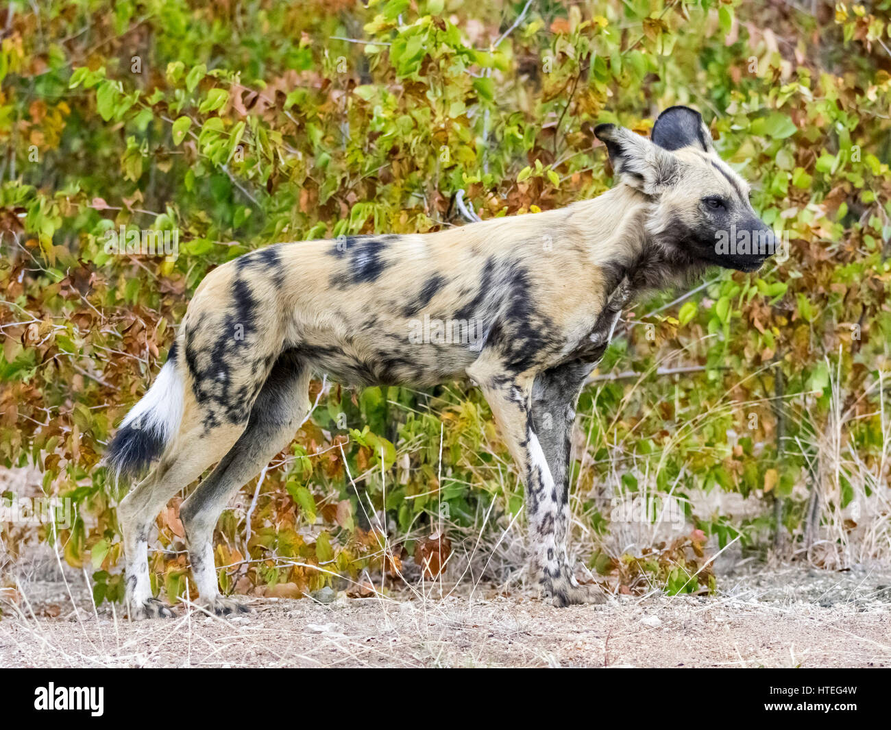 Afrikanischer Wildhund (LYKAON Pictus), Krüger Nationalpark, Südafrika Stockfoto