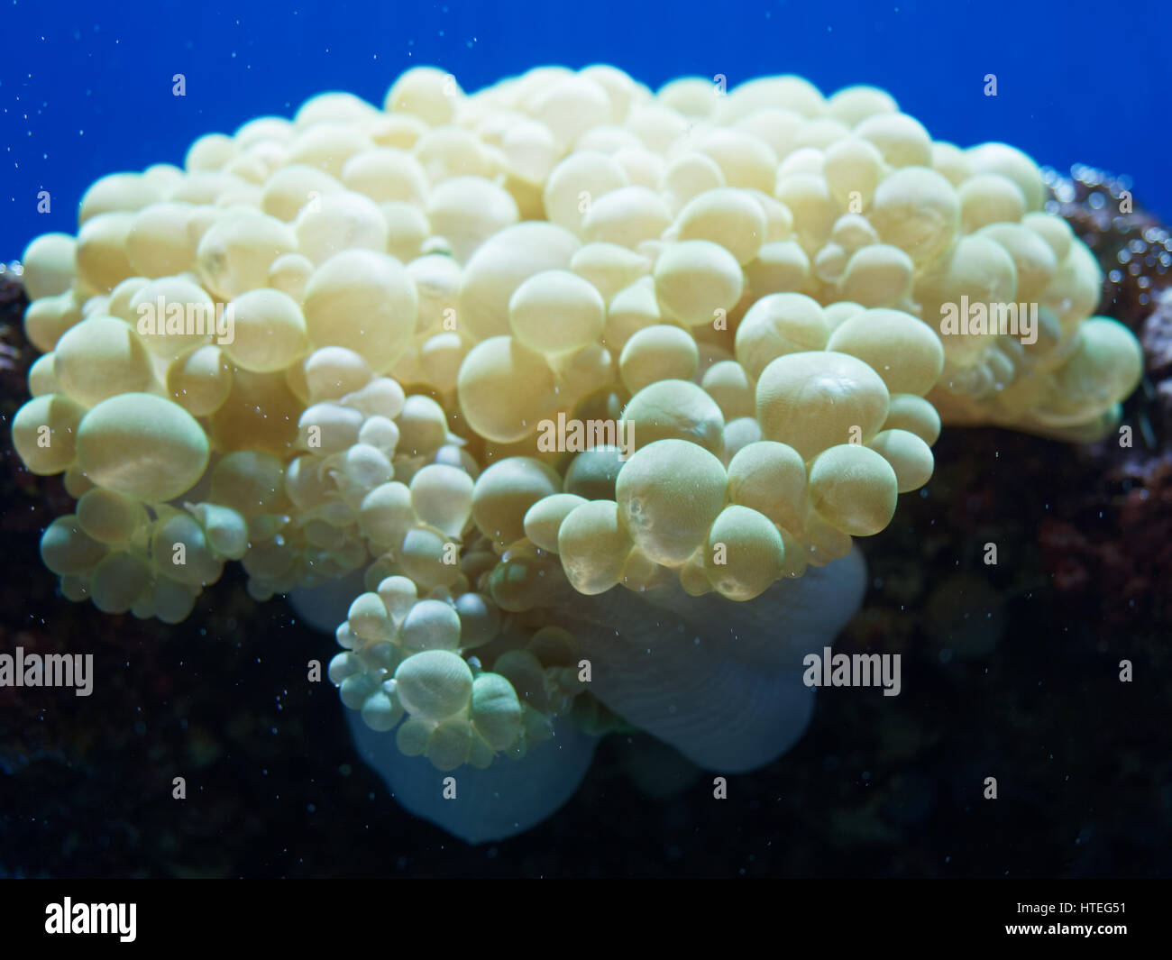 Nahaufnahme der Blase Koralle (Plerogyra Sinuosa) Stockfoto