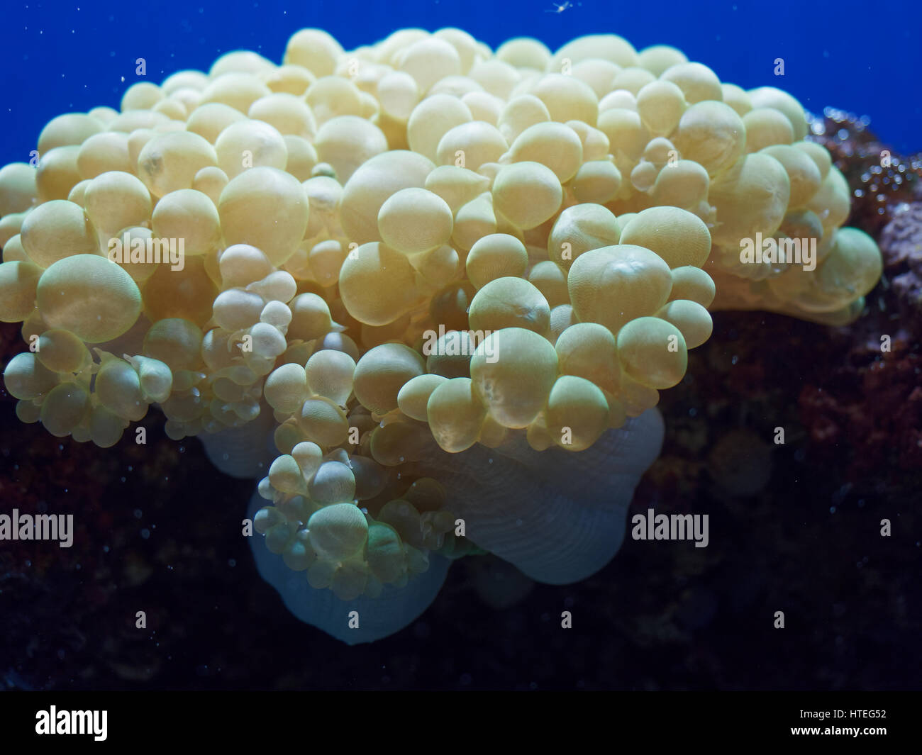 Nahaufnahme der Blase Koralle (Plerogyra Sinuosa) Stockfoto