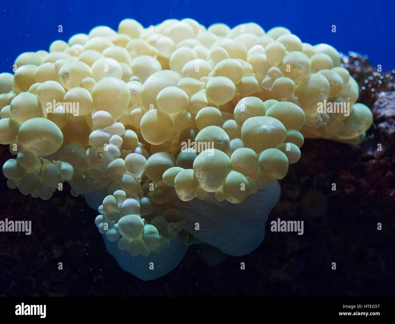 Nahaufnahme der Blase Koralle (Plerogyra Sinuosa) Stockfoto