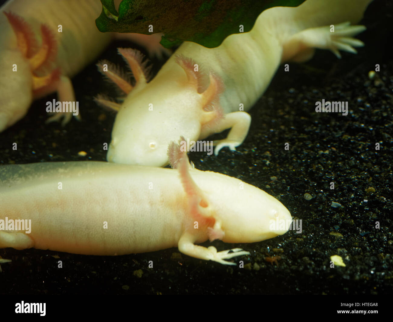 Albino Axolotl Stockfoto