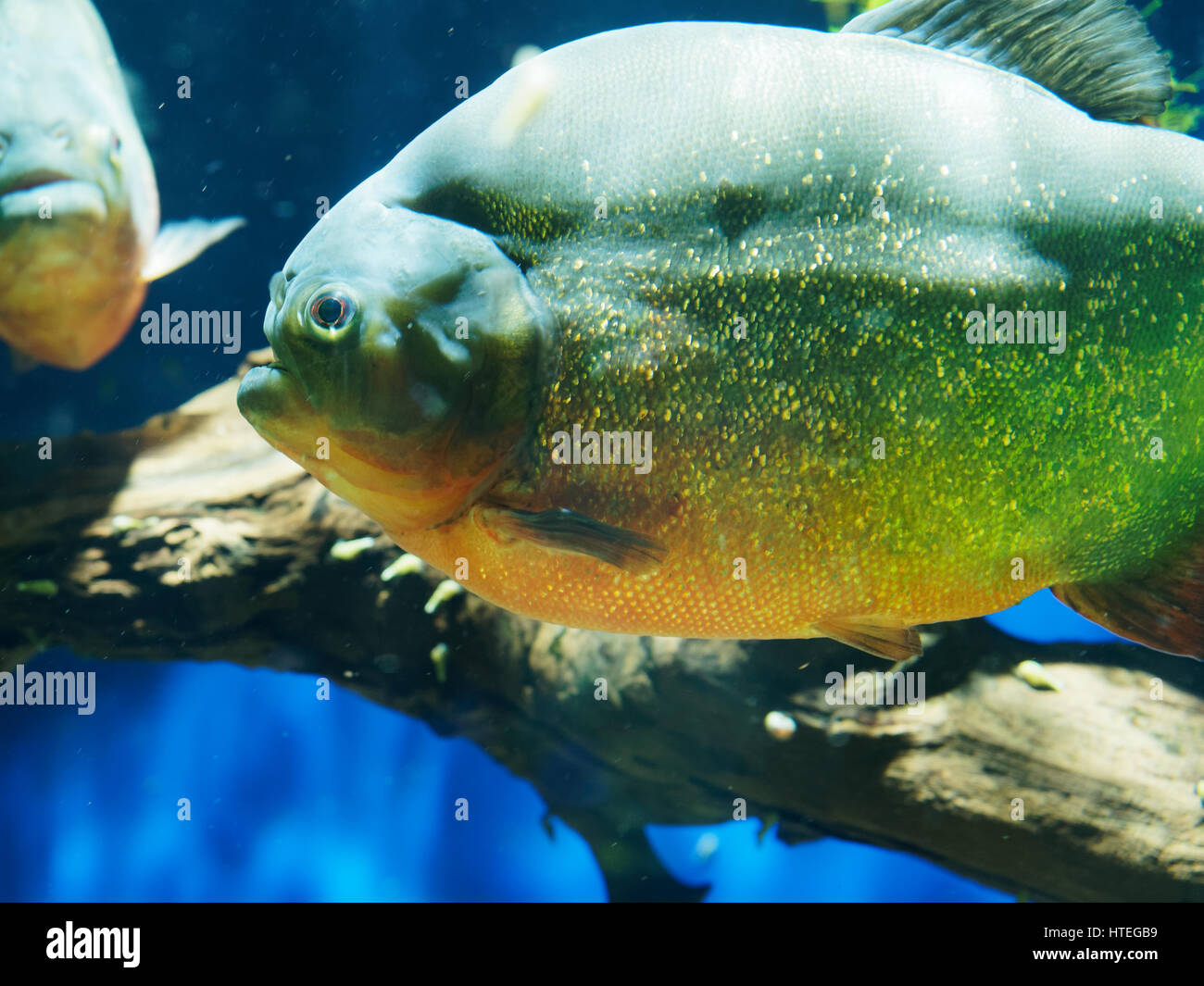 Natterer Piranha oder roten Piranhas (Pygocentrus Nattereri, Serrasalmus Nattereri, Rooseveltiella Nattereri) Stockfoto