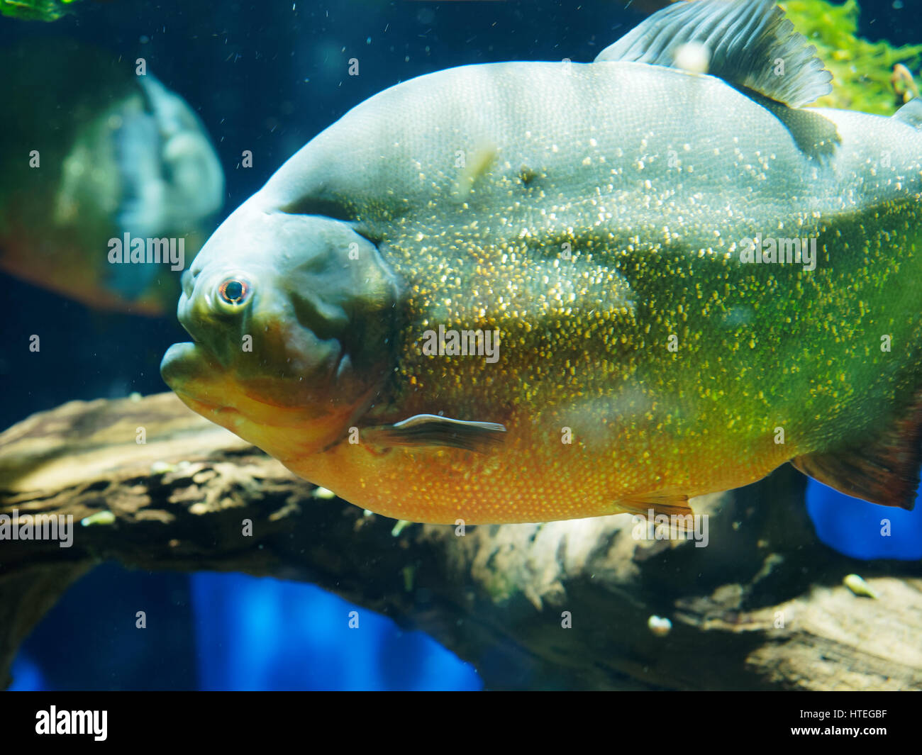 Natterer Piranha oder roten Piranhas (Pygocentrus Nattereri, Serrasalmus Nattereri, Rooseveltiella Nattereri) Stockfoto