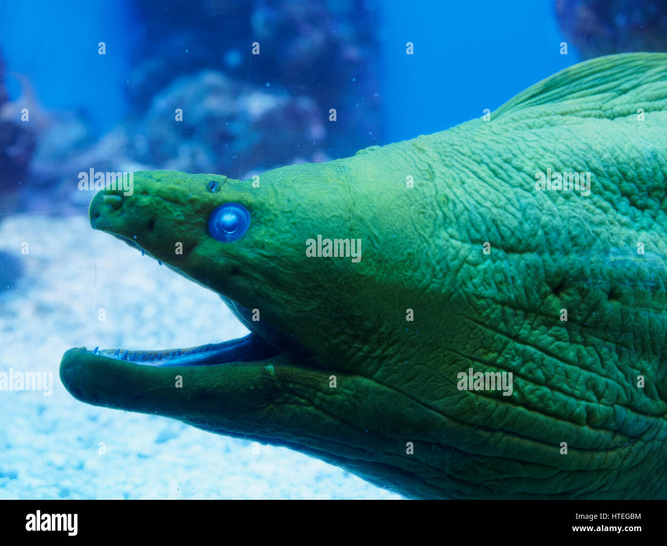 Giant Moray Eel Portrait (Gymnothorax Javanicus) Stockfoto