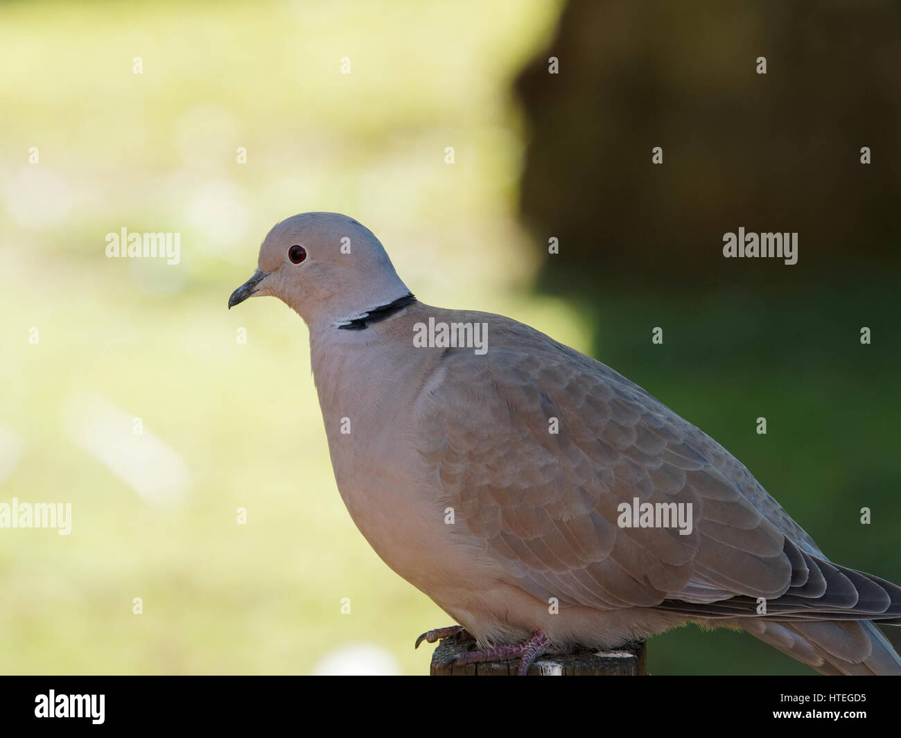 Ring-Necked Taube, Ringneck Taube Streptopelia capicola Stockfoto