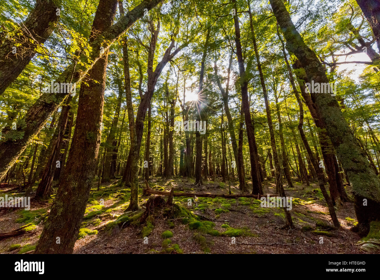 Sonne scheint durch die Bäume, Wald, Mount Aspiring National Park, Otago, Southland, Neuseeland Stockfoto