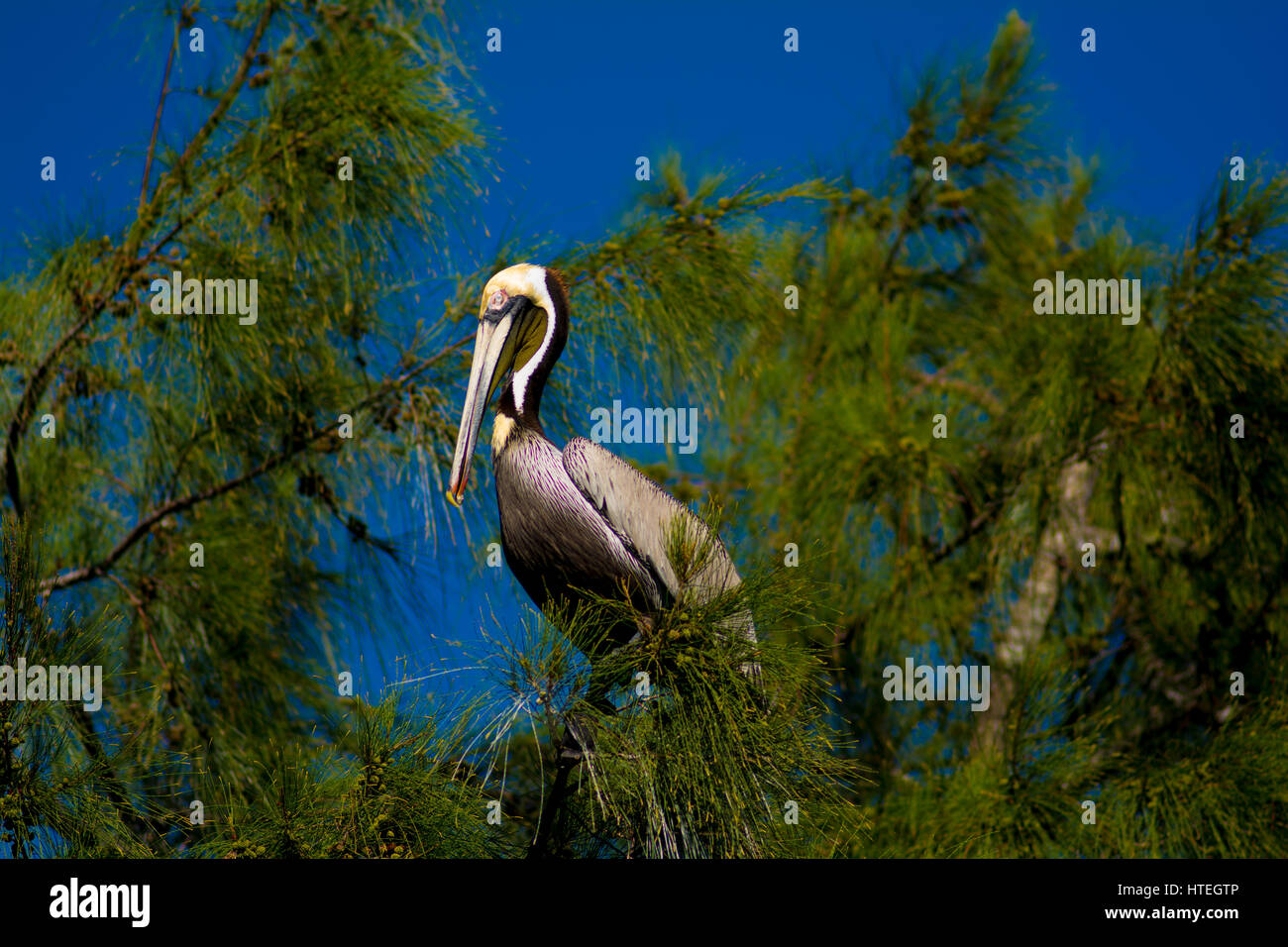 Pelikan im Baum-Einstellung Stockfoto