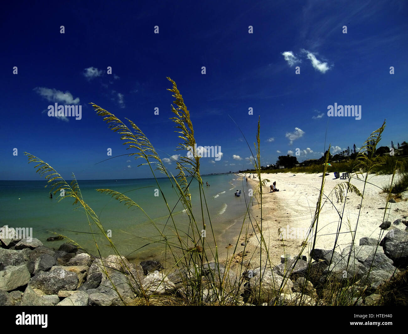 Strand mit Saw grass Stockfoto