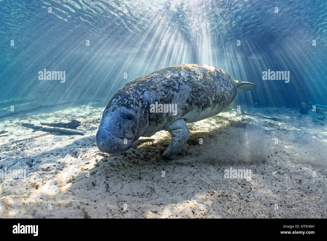 West Indian Manatee (Trichechus Manatus), Sonnenstrahlen, Drei Schwestern Federn, manatee Heiligtum, Crystal River, Florida, USA Stockfoto
