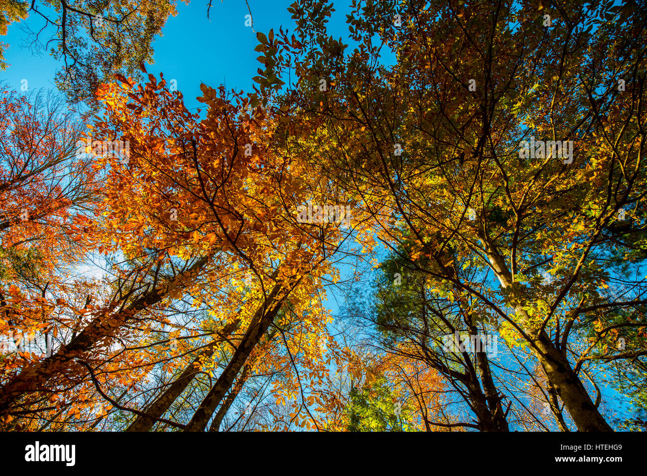 herbstliche Bäume in Himmel Stockfoto