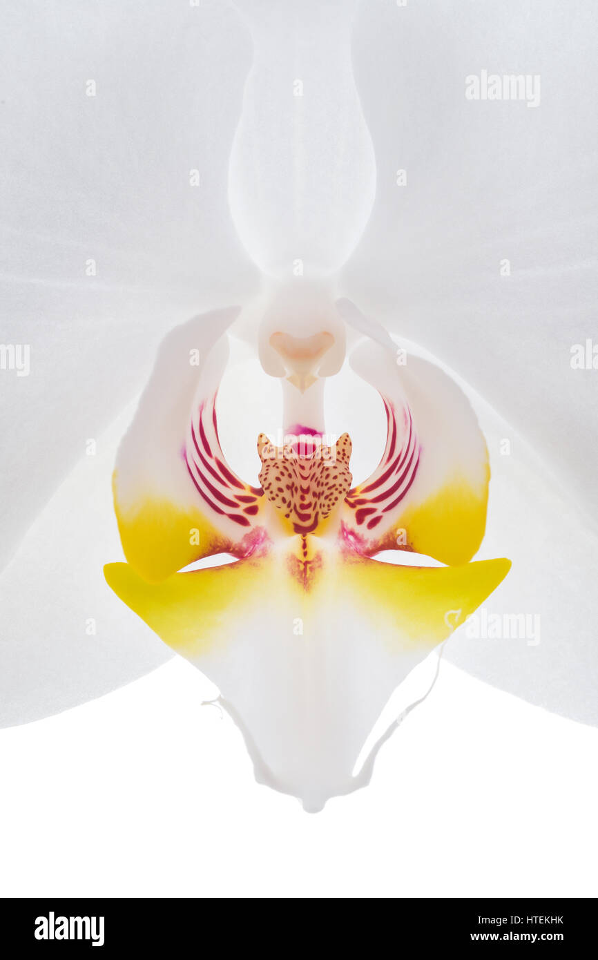 Weiße Orchidee Blume Closeup isoliert Stockfoto