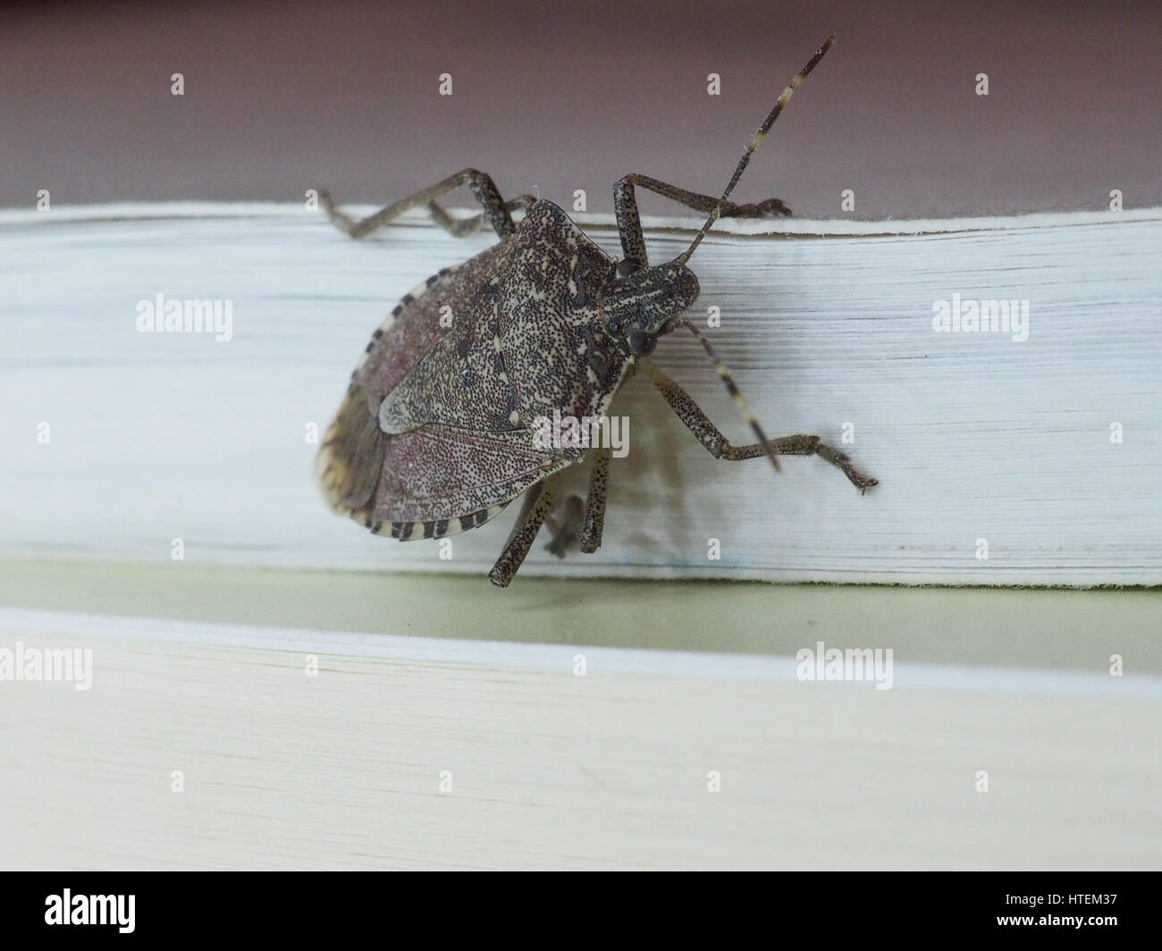 Braun Marmorated Gestank Fehler (Halyomorpha Halys) Insekten Tier Stockfoto