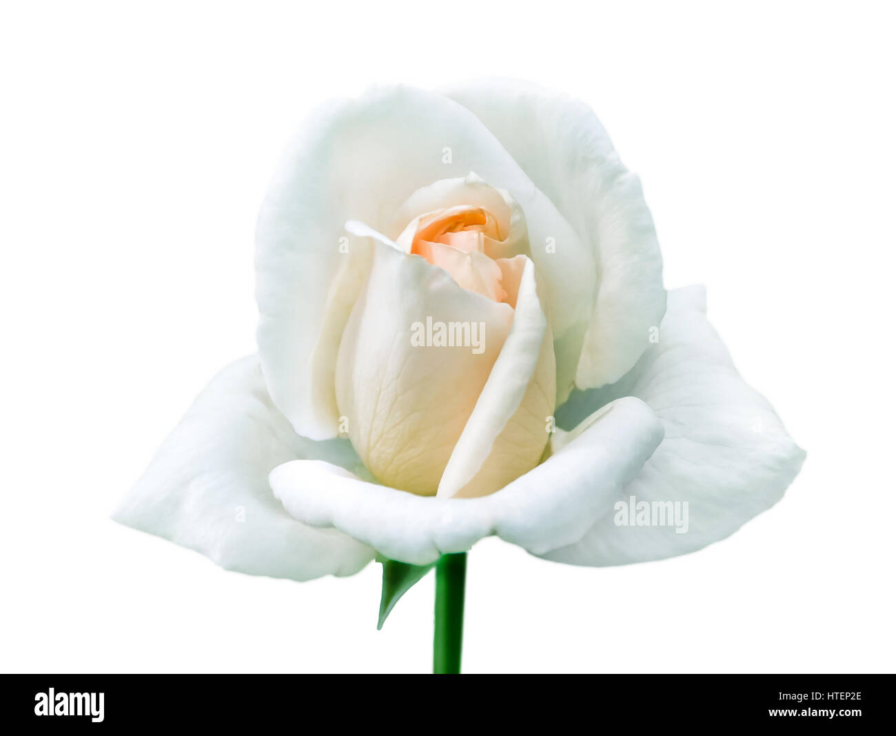 Single white rose -Fotos und -Bildmaterial in hoher Auflösung – Alamy