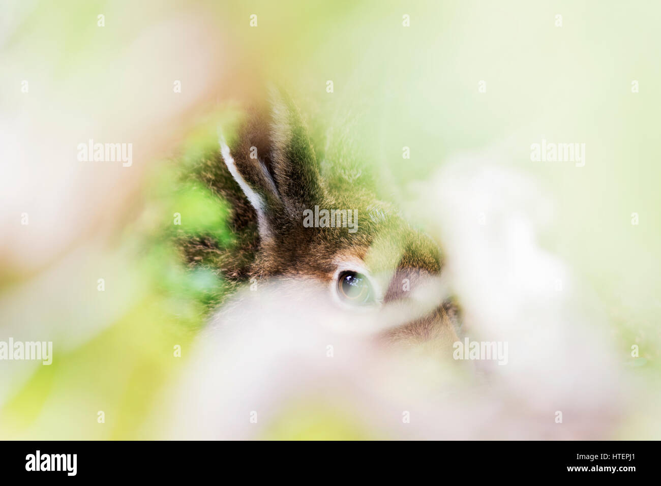 Schneehase Stockfoto