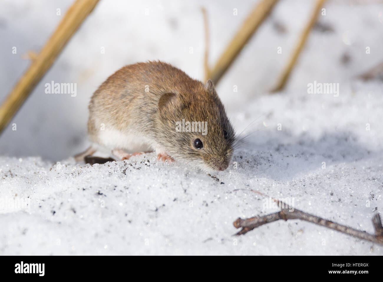 Das Foto zeigt eine Maus im Schnee Stockfoto