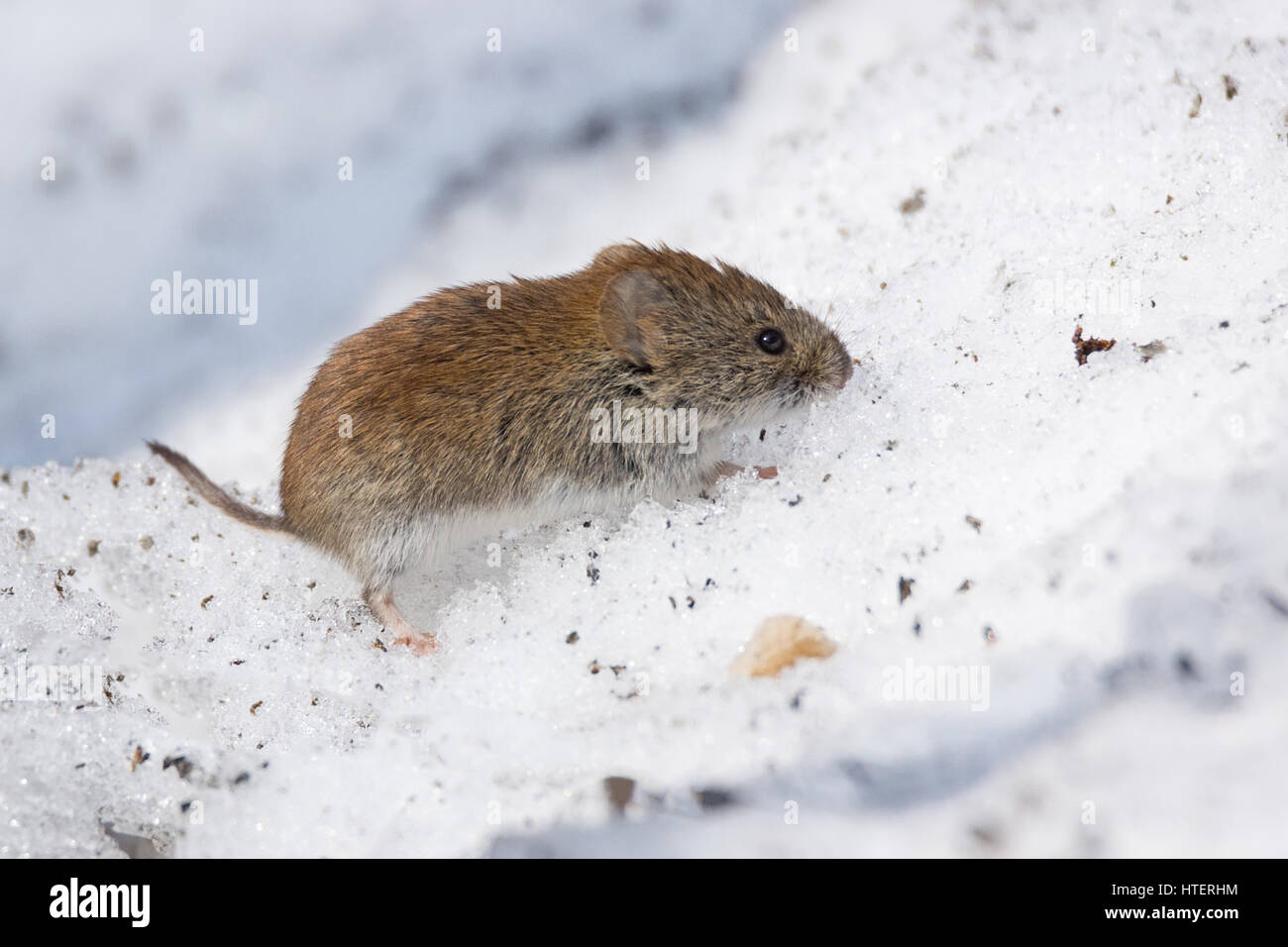 Das Foto zeigt eine Maus im Schnee Stockfoto