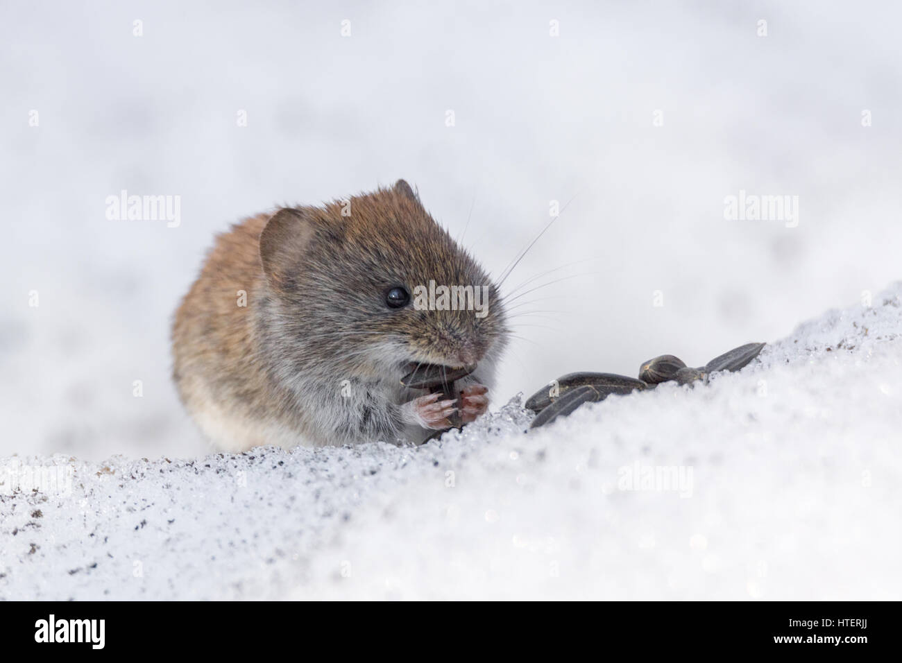 Das Foto zeigt eine Maus im Schnee Stockfoto