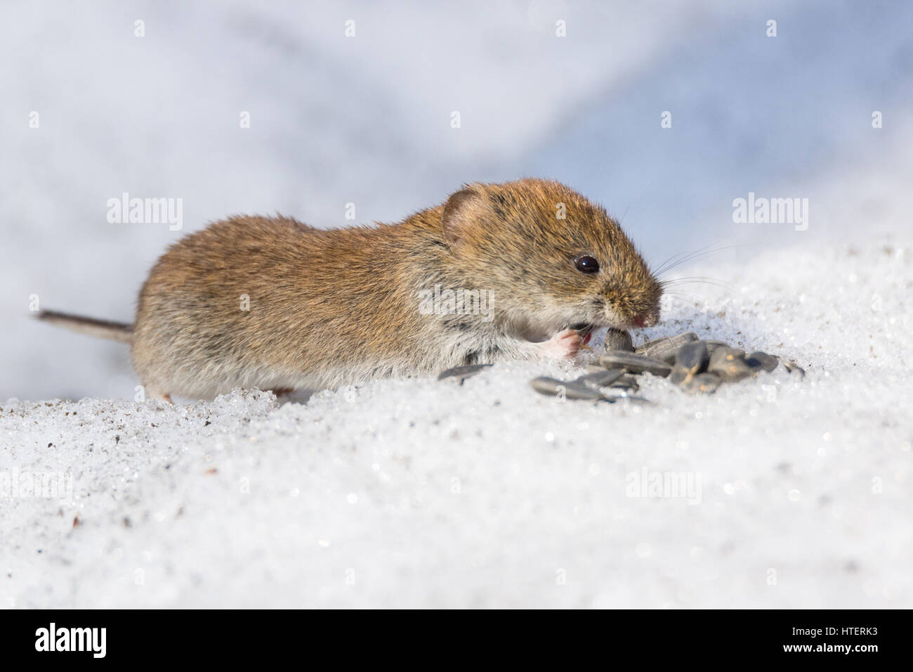 Das Foto zeigt eine Maus im Schnee Stockfoto