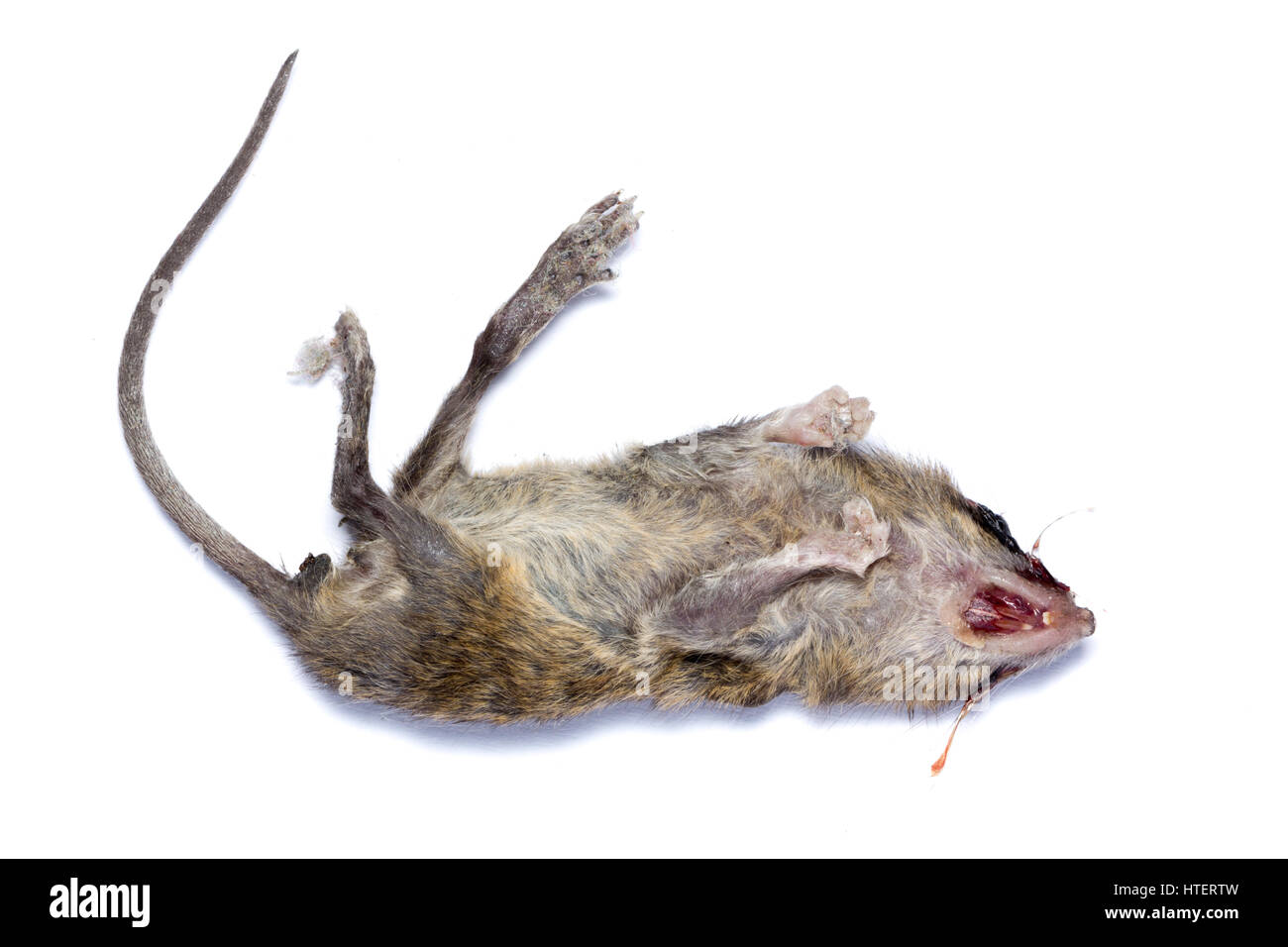 Tote Ratte isoliert auf weißem Hintergrund Stockfoto