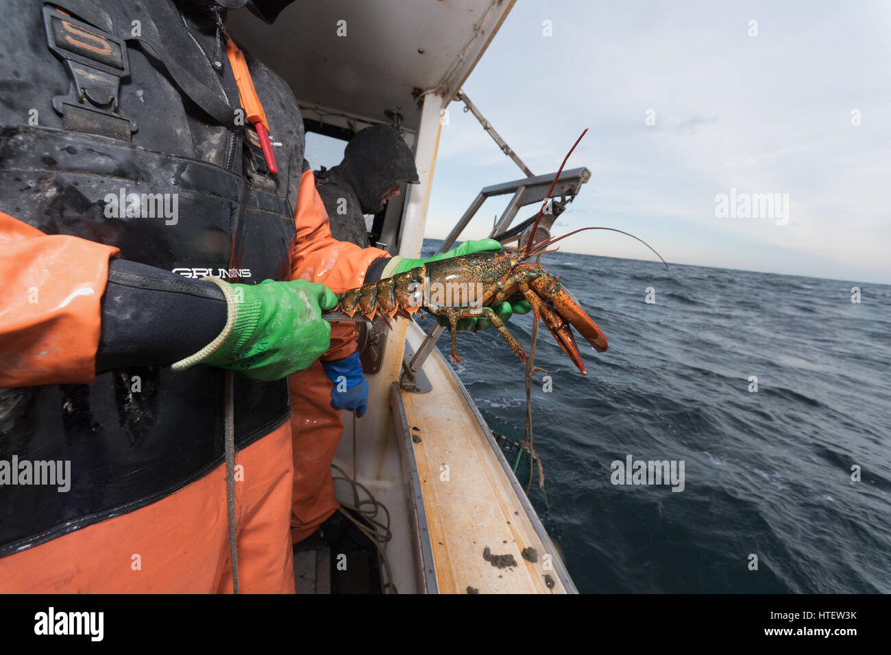 Hummerfischer messen Hummer um sicherzugehen, dass sie legal sind. Portland, Maine Stockfoto