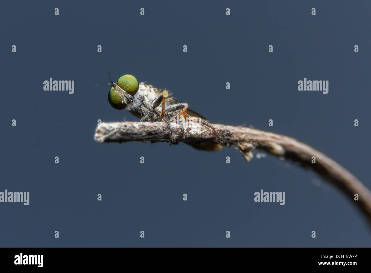 Nahaufnahme von Robber Fly mit Beute Stockfoto