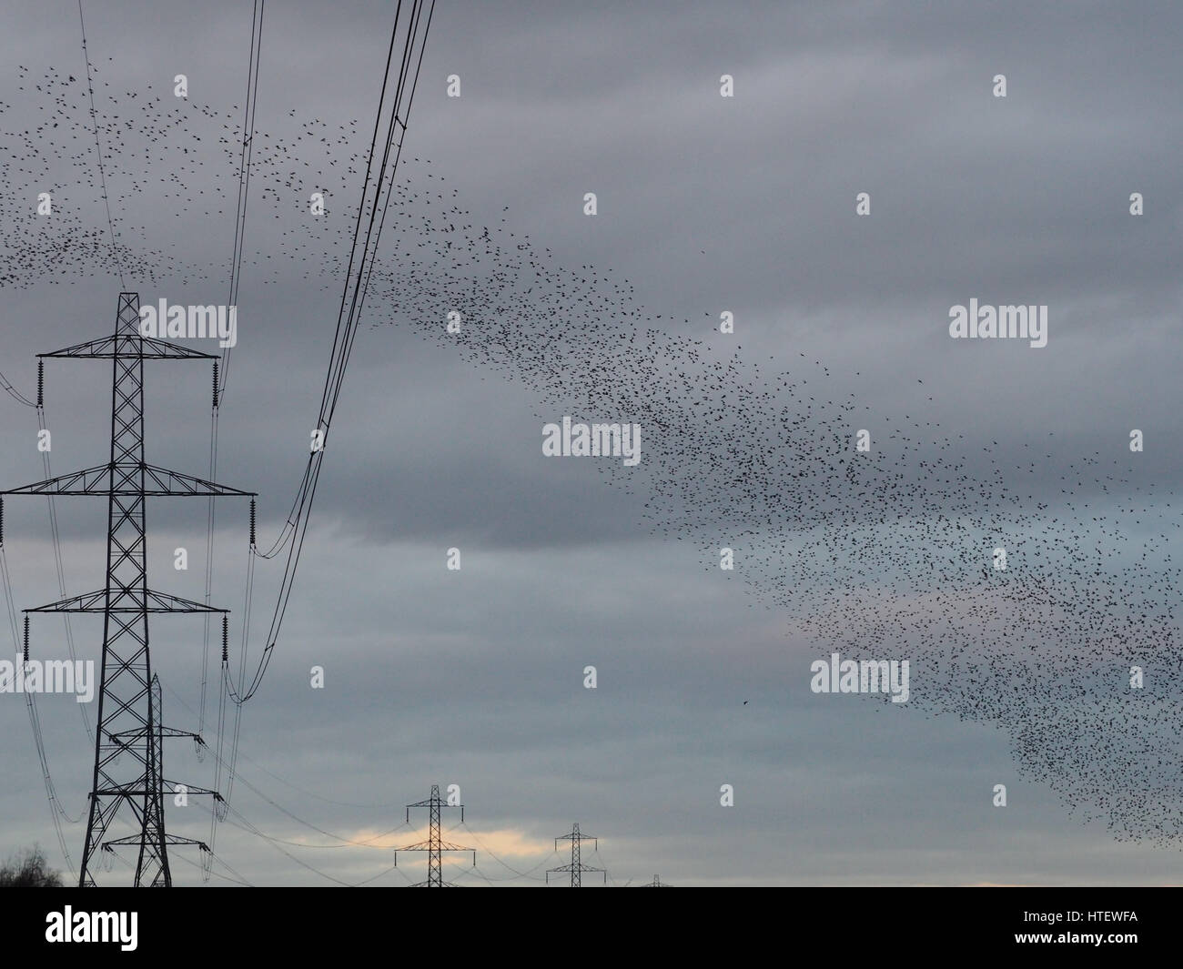 Ein Starling murmaration Stockfoto